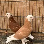 حمام دونك قلاب