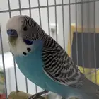 زوج بادجي منتجه