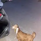 تيس داغور