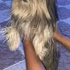 كلب للبيع
