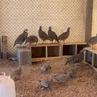 حجل وقطا وسمان بري وحمام افريقي