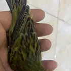 للبيع دكر اسود زيتوني فاتح تغريد