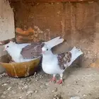 تم البيع