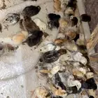 السلام عليكم عارض لكم صوص دجاج بلدي العدد250