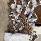 ح ط ب مستور و غيرة