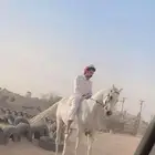 حصان شعبي الخرج