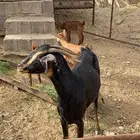 شاه للبيع