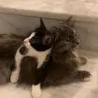 قطو لتبني
