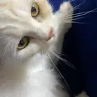 قطه للتبني