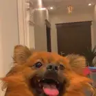 بومرينيان