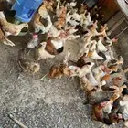 دجاج