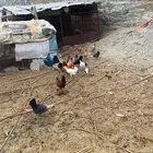 دجاج بلدي للبيع العدد 17