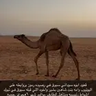 قعود وبكره للبيع