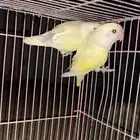 زوج روز منتج شرط وحجمه سوبر جانبو