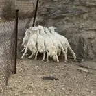 طليان سمان للبيع