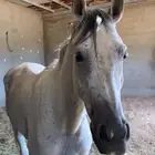 خيل اصفر حار