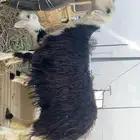 للبيع خلفه نجديه تحته خروف روم شرط سليمه سنه سديس او تامه