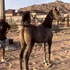 مهره واهو