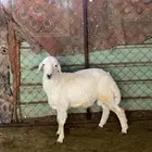 للبيع طلي و رخل