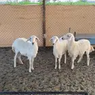 رخال للبيع تم البيع