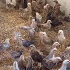 صوص بلدي للبيع