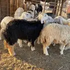 رخل نجديه ذبح