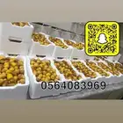 روثانه مناصيف