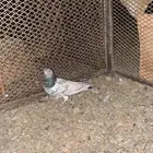 حمام بكستاني