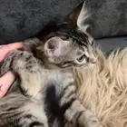 قطط