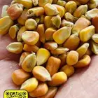 ذرة صفراء حب او مجروش