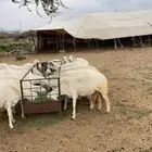 غنم دفع قرايب بتولد