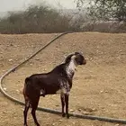 للبيع تيس اوشح