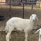 طلي حري