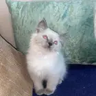 قط ذكر عمره شهرين ونص