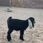 جفره