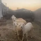 طليان كفو للبيع