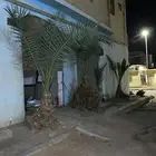 نخل إلى يبيهم بدون مبلغ العدد4