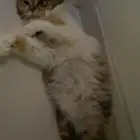 قطه مع أطفالها للتبني