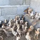 صوص دجاج بلدي العدد 170 العمر شهر