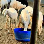 للبيع خرفان نجدي حري بربري المجمعه