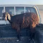 عنز ثاني ولده له مضرع صغيره بعمره شرط من كل شي