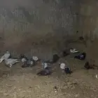 حمام
