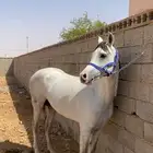حصان عربي شعبي