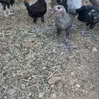 دجاج بلدي