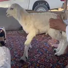 خروف عمره عشر أيام إلى خمسة عشر
