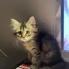 بسه ضايعه