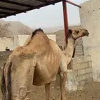ناقه