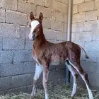 فرس شعبية ومهر