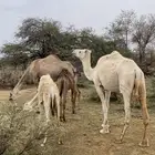 ضرايب