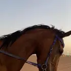 البيع حصان أنجليزي